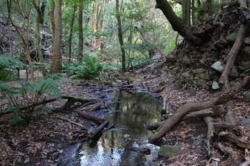 Garajonay National Park with with the world's largest, ancient laurel forest, on UNESCO list in La Gomera, Canary Islands, Spain