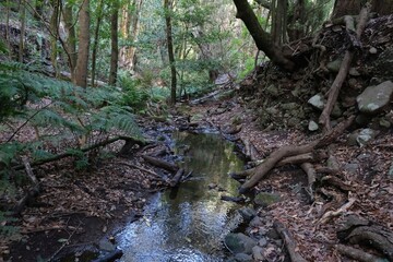 Garajonay National Park with with the world's largest, ancient laurel forest, on UNESCO list in La Gomera, Canary Islands, Spain