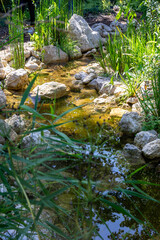 Naklejka na ściany i meble Aménagement d'une zone humide dans un jardin - ruisseau s'écoulant entre des pierres entourées de plantes vertes