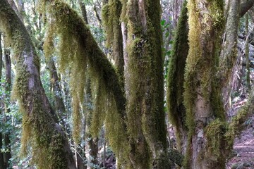 Usnea filipendula (fishbone beard lichen), hanging from the bark of trees - Garajonay National Park with with the world's largest, ancient laurel forest, on UNESCO list in La Gomera, Canary Islands