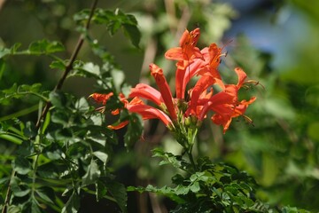 Close up of beautiful orange flower of Tecomaria capensis, the Cape honeysuckle on bush in garden. Met on La Gomera, Canary Islands, Spain