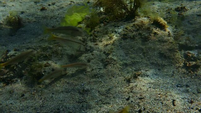 A school of Surmullets (Mullus surmuletus) feeds over a sandy bottom among rocks overgrown with brown algae in the Black Sea coastal zone
