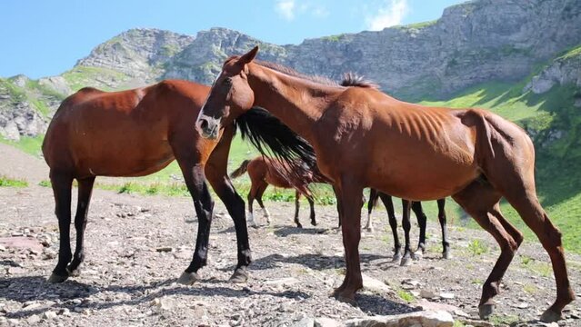 Beautiful horses stand on stones among mountains at sunny day