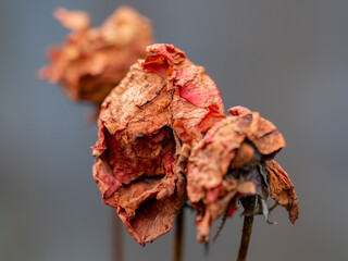close up of decomposing flowers 