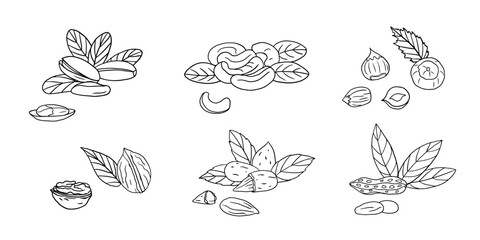 Set of cashew, almond, hazelnut, pistachio, peanut and walnut in doodle style. Nuts. Healthy food. Vector illustration EPS10. Hand drawn. Isolated on white background
