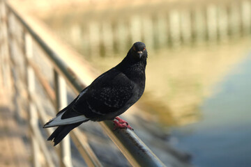 Portrait of black pigeon sitting on fence