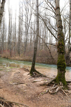 Poplar grove next to the Jucar River in Spain