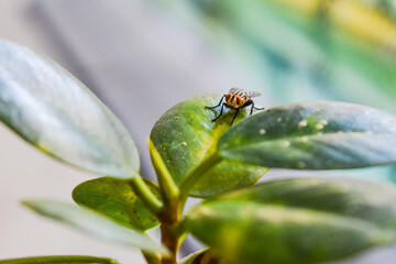 A blowfly not moving on a green leaf