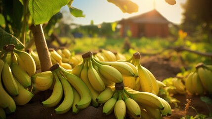 Bunches of bananas on amazing sunny banana plantation.