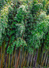 Bamboo forest.  Natural background image formed by rows of bamboo.