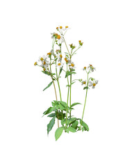 Bidens alba flower isolated on transparent background