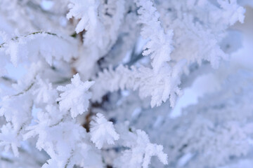 Branches tree are covered with snow crystals and frost after severe winter frost.