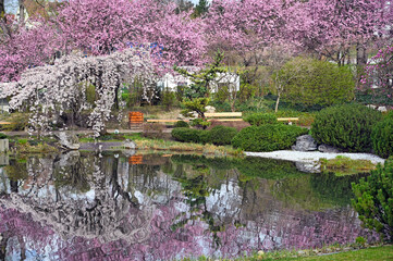 Blossomed trees and pond in Setagaya park in Vienna springtime
