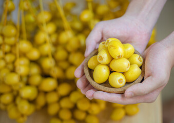 Close up hand holding fresh dates fruit in copy space concept.
