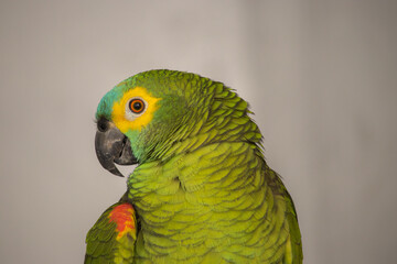 Amazona aestiva. Amazona aestiva, commonly known as papagaio-verdadeiro, is a bird from the family of psittacídos, native to eastern Brazil