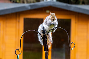squirrel balancing on a bird feeder