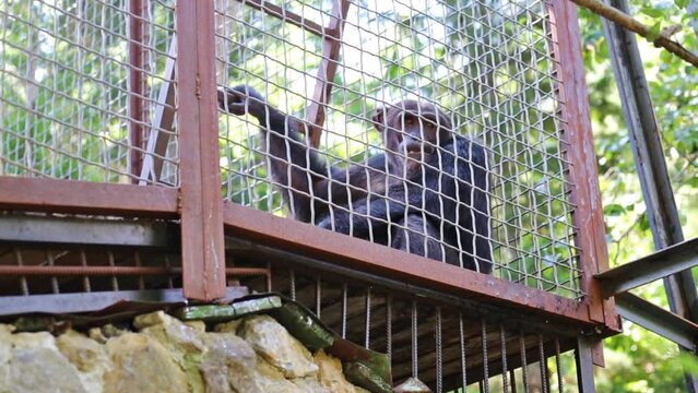 The monkey is sitting in a cage and holding stairs.