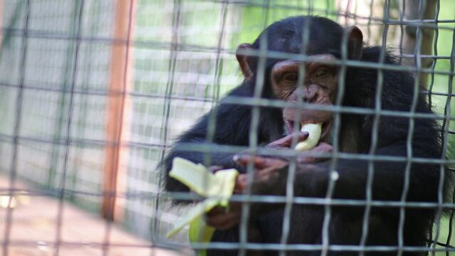 Monkey is eating green banana in the cage in Yalta, Ukraine.