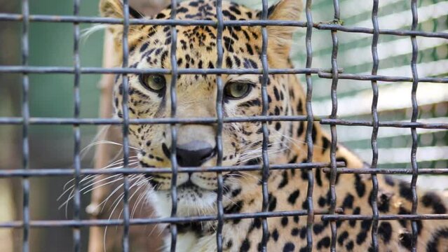 Leopard is licking hand of man through the grid in zoo Skazka.