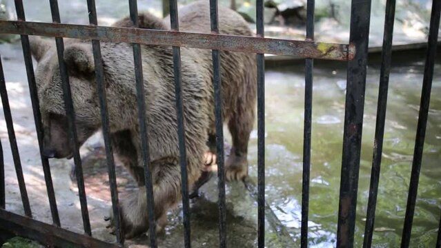 One big bear is walking in cage at zoo Skazka.