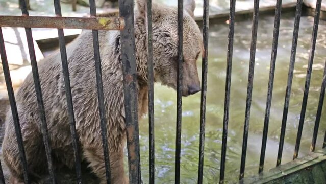 Visitor is feeding big bear through the cage at zoo Skazka.