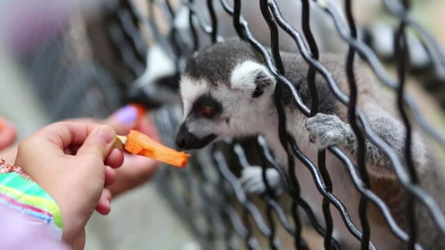 Close-up view of eating lemurs in cage at the zoo Skazka.