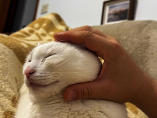 Contentment in Caress: Feline Bliss