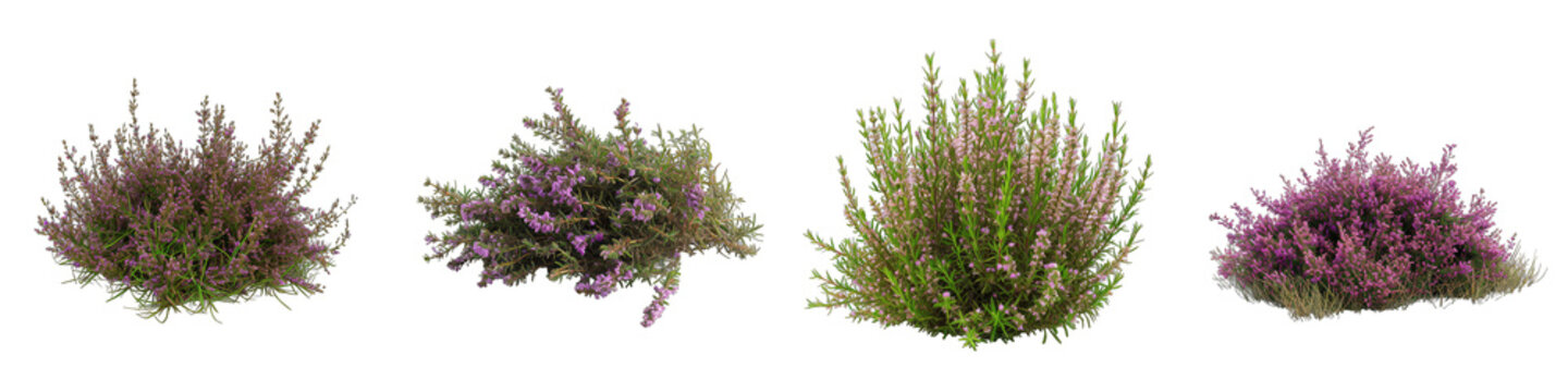 Heather Flower Pile Of Heap Of Piled Up Together Hyperrealistic Highly Detailed Isolated On Transparent Background Png File