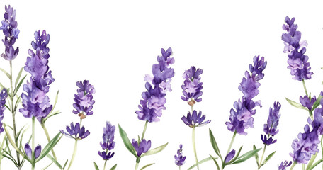 Watercolor illustrations of lavender flowers in various stages of bloom, seamless border, transparent background
