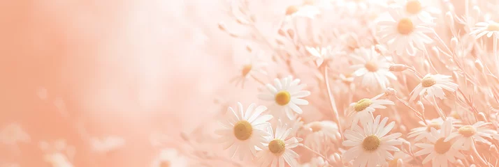 Gordijnen White flowers on a soft pink background with copy space. Women's Day, Valentine's Day and romantic anniversaries. Banner © Marina