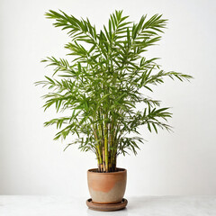 Fototapeta premium Illustration of potted Chamaedorea seifrizii plant white flower pot bamboo palm isolated white background indoor plants