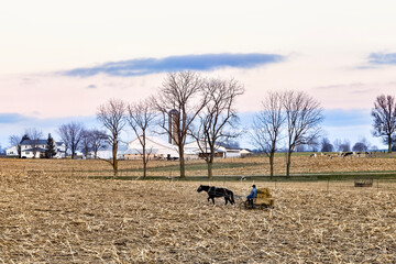 Amish Farmer Feeding Hay