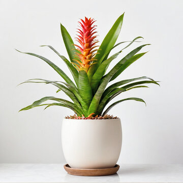 Illustration of potted Vriesea plant white flower pot bromeliad vriesea vogue isolated white background indoor plants