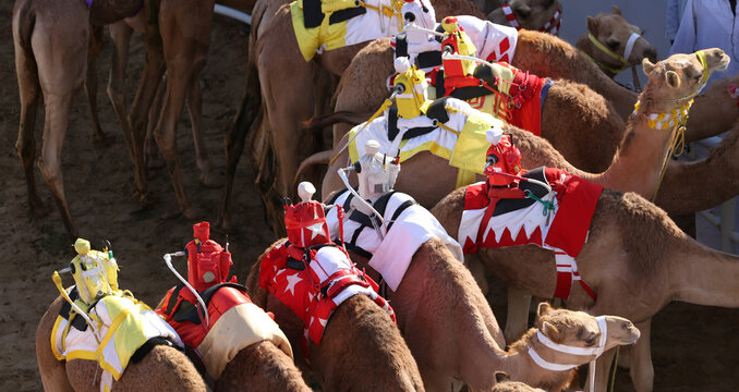 Kamelrennen