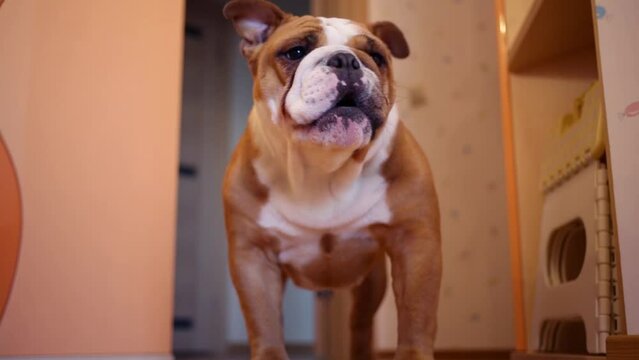 English bulldog stands on wooden floor and barks in room