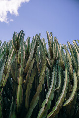 Cacti in Gran Canaria island