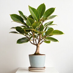 Illustration of potted Ficus elastica plant white flower pot rubber tree isolated white background indoor plants