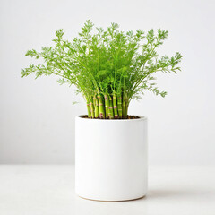 Illustration of potted Asparagus setaceus plant white flower pot isolated asparagus fern white background indoor plants