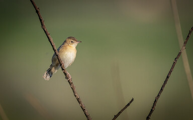 zitting cisticola on the branch	
