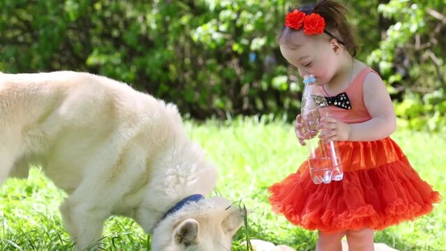 White dog husky drinks and little girl holds bottle in park
