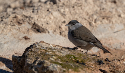 male eurasian blackcap on pond