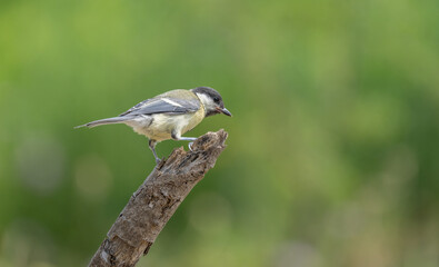 great tit on the branch	