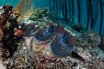 A Giant clam, Tridacna gigas, grows on a shallow coral reef in Raja Ampat, Indonesia. This tropical region supports the greatest marine biodiversity on the planet. © ead72
