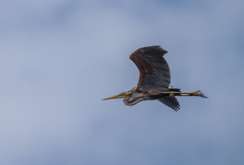 purple heron in flight over the ebro delta	