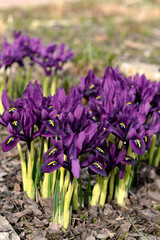 Fototapeta premium Irises bloom in spring in a flower bed. Purple, spring flowers, gardening, lush blooming.