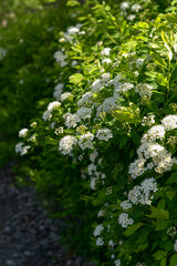 Beautiful background - white flowering shrub, green leaves, falling branches, selective focus, place for text.