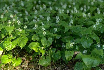 Forest flowers small white, green leaves, under trees, floral background, changing seasons