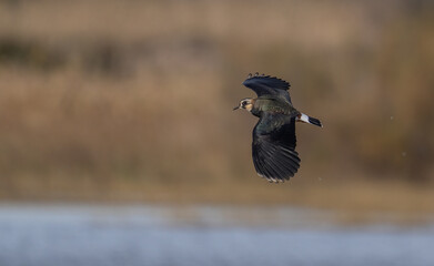 Northern Lapwing in flight over the lagoon of delta del llobregat, spain	