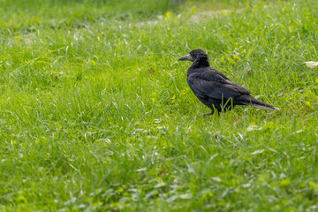 rook on the grass