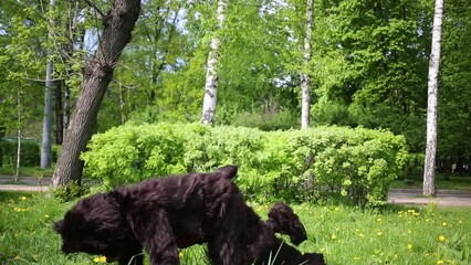 Actor dressed in bear suit dances breakdance on lawn at park.
